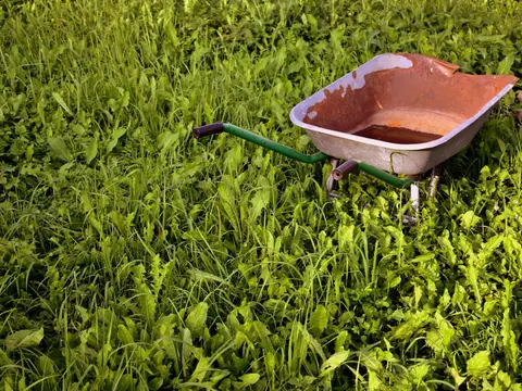 Before: a rusty wheelbarrow standing in knee-high grass and weeds