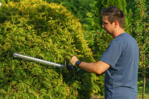 A gardener shaping a conifer hedge with a powered hedge trimmer