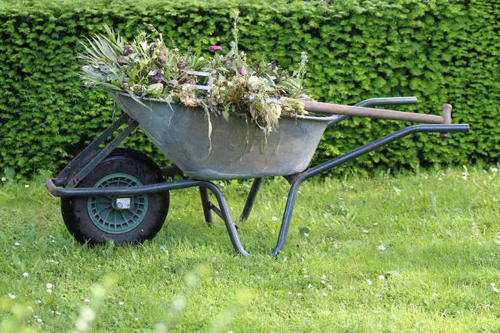 A galvanised wheelbarrow piled with weeds and cuttings on a lawn in front of a clipped hedge